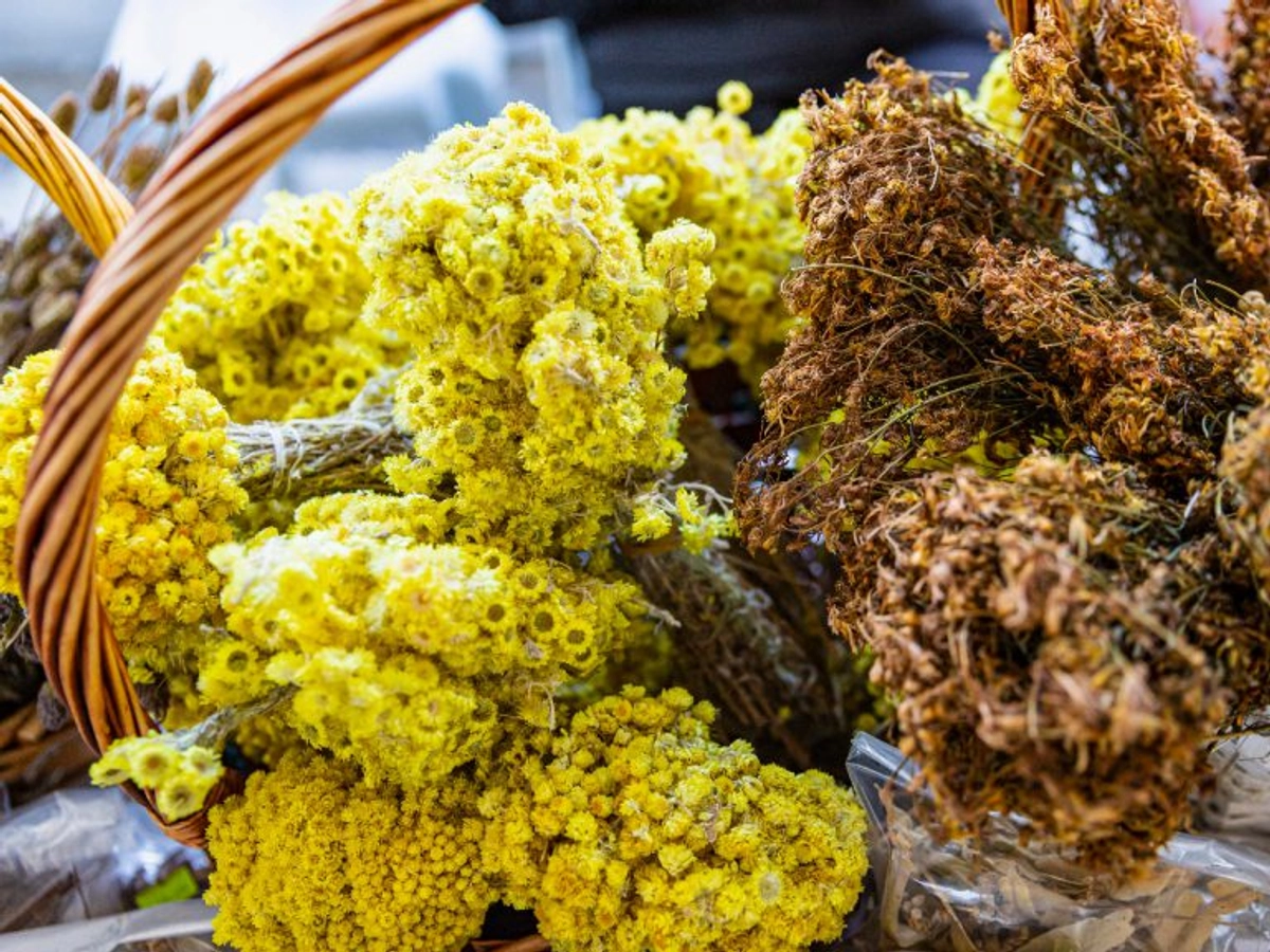 Alaçatı Ot Festivali Hakkında Bilgiler