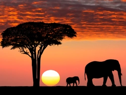 Dolu Dolu Kenya Safari Turu Rotası - Thy ile 5 Gece