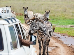 Elegant Kenya & Tanzanya Büyük Göç 9 gece Thy ile Ekstra Turlar Dahil-(Nbo-Znz)