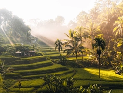 Elegant Ubud Bali Turu - THY ile - 7 Gece - Ekstra Turlar Dahil (Dps - Dps)