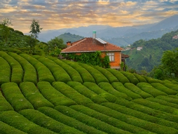 Eskişehir Çıkışlı Karadeniz ve Batum Turu 3 Gece Otel Konaklaması (Batum Turu Dahil)