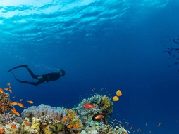 Freebird Hava Yolları ile 19 Mayıs Özel Kızıldeniz Rüyası; Prestij Sharm El Sheikh Turu