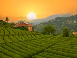 Kurban Bayramı Özel Bursa Çıkışlı Karadeniz Rüzgarı ve Batum Turu 4 Gece Otel Konaklaması (Batum Turu Dahil)