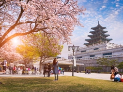 Platinum Doğu Asya’nın Güneşi ve Çiçeği “Japonya ve Güney Kore” (HND-ICN) THY ile 9 gece