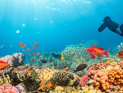 Sharm El Sheikh Turu Sömestre Özel Türk Havayolları ile 3 Gece 4 Gün (26-29 Ocak)