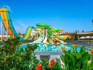 Calyptus Kirman Premium