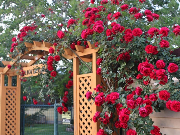 İdavilla Bungalov & Bahçe