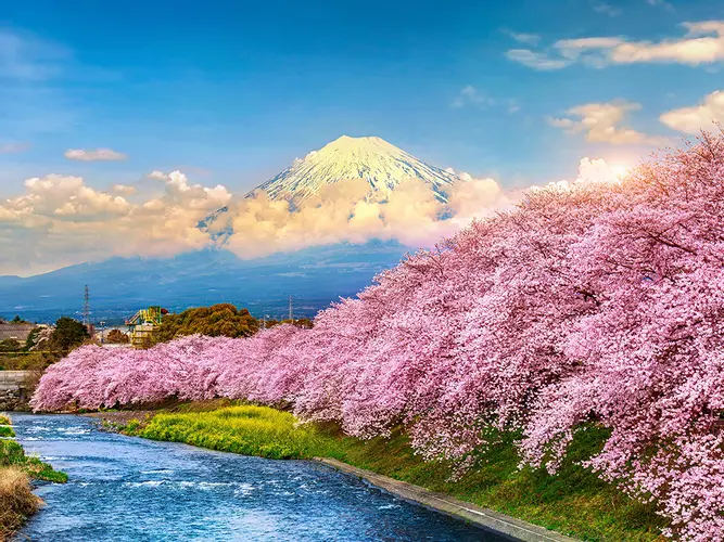 Fuji Dağı ve kiraz çiçekleriyle kaplı nehir kıyısı